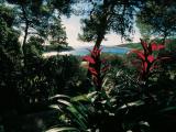 Menghello Palmižana - rajski vrt - slika 18