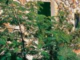Menghello Palmižana - rajski vrt - slika 16