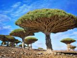 8 dana tura Socotra + 3 dana Abu Dhabi- Upoznajte prekrasnu Socotru