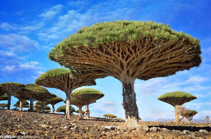 8 dana tura Socotra + 3 dana Abu Dhabi- Upoznajte prekrasnu Socotru